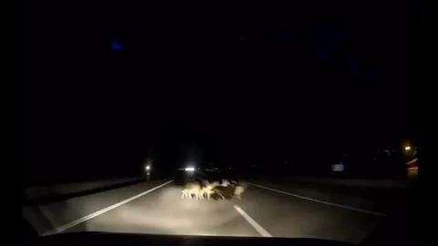 Tokat'ta Trafik Kazası: 12 Koyun Telef Oldu