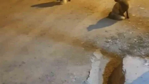 Trabzon'da Tilki Dostluğu Devam Ediyor