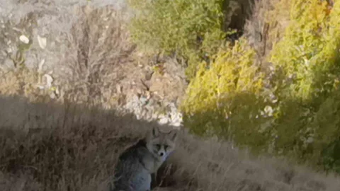 Kars'ta Kızıl Tilki Görüntülendi