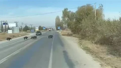 Beyşehir'de Yaban Domuzu Sürüleri Görüntülendi