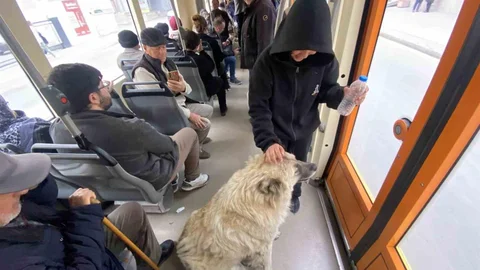 Eskişehir'de Tramvayda Sevimli Köpek