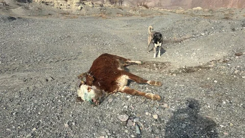Erzincan'da Şap Hastalığı Tehlikesi