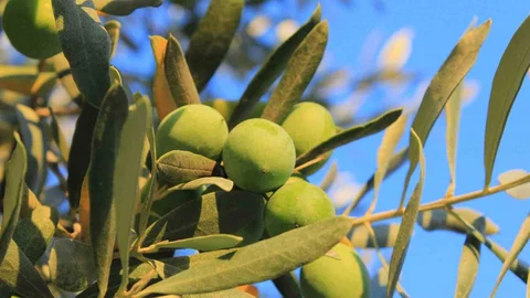 Balıkesir'de Zeytin Seçimi İpuçları