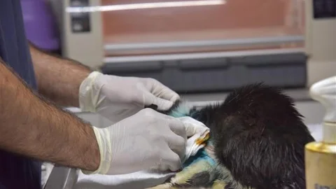 Bilecik'te Kedi Ameliyatı Başarıyla Gerçekleşti