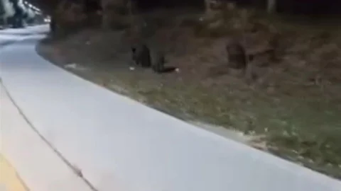 Bolu'da Aç Kalan Domuzlar Kampüse İndi