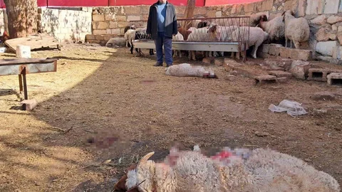 Kilis'te Kurt Saldırısı: 3 Küçükbaş Telef Oldu