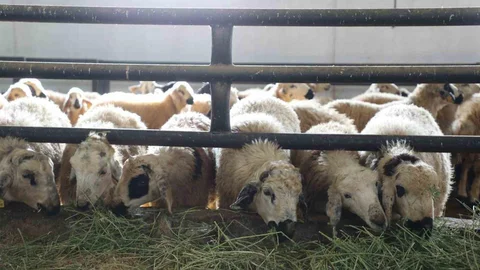 Elazığ'da Küçükbaş Hayvan Çiftliği Açıldı