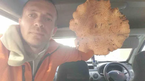 Kütahya'da Dev Mantar Bulundu