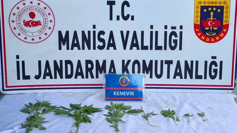 Manisa'da Üzüm Bağında Kenevir Bulundu