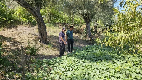Bodrum'da Zeytin Hasadı Dönemi Başladı