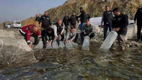 Karakaya Baraj Gölü'nde 420 Bin Yavru Balık Salındı