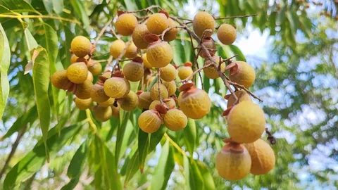 Adana'da Cevizle Doğal Temizlik Ürünü