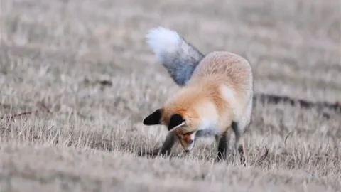 Ardahan'da Kızıl Tilkinin Avı