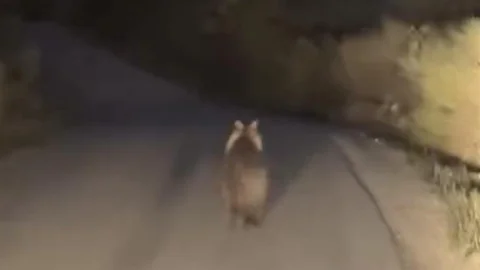 Çanakkale'de Ayı ile Araç Yarışı