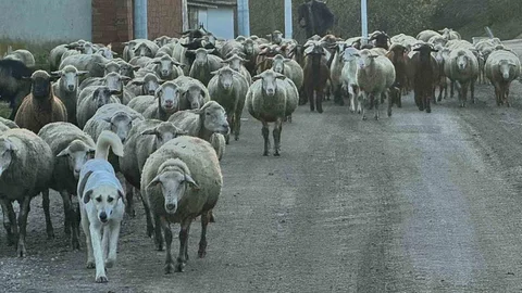 Edirne'de Çoban Bulma Sıkıntısı