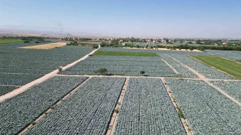 Niğde'de Lahana Tarlalarında Pestisit Denetimi
