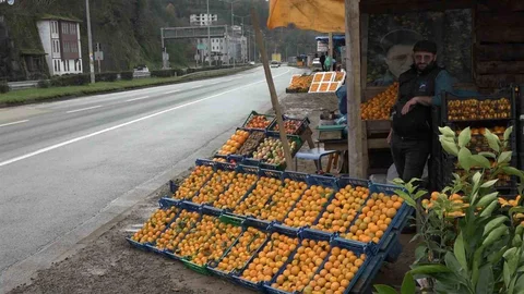Derepazarı'nda Mandalina Hasadı Başladı