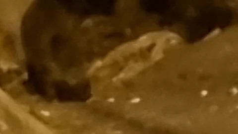 Yemişkumu'nda Domuzlar Görüntülendi