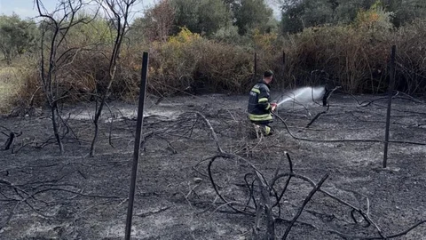 Muğla'da Üzüm Bağları Yangınla Zarar Gördü