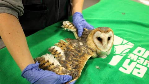 Ormanya’da Yaban Hayvanlarına Umut Olunuyor