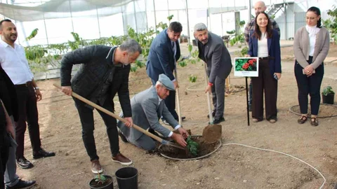 Kahve Üretimi Kumluca'da Başlıyor