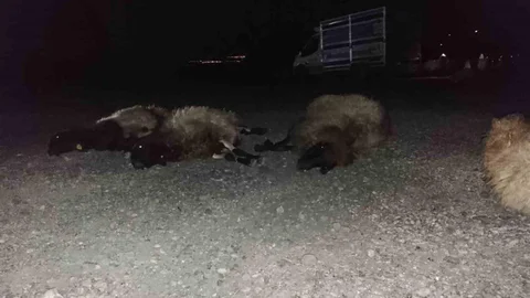 Şırnak'ta Otomobil Koyun Sürüsüne Çarptı