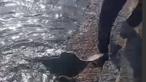 Denizden Çıkan Dev Vatoz Mersin Atatürk Parkı’nı Karıştırdı