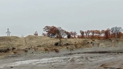 Tunceli'de Dağ Keçisi Sürüleri Görüntülendi