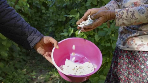 Gülnar’ın Leklek Fasulyesi Efsanesi Geri Dönüyor: Üreticiye Tohum Desteği Verilerek Üretim Arttırılıyor