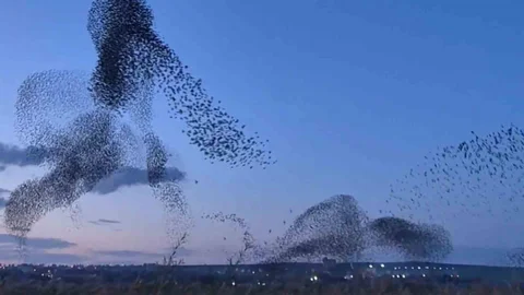 Tekirdağ'da Sığırcıkların Dansı