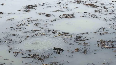 Efteni Gölü'nde Korkutan Görüntü