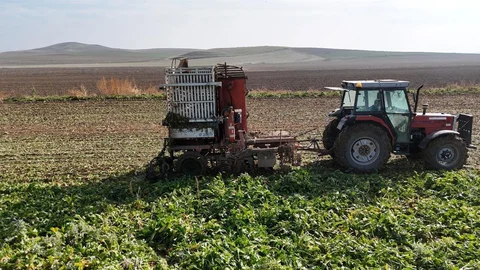 Ankara'da Şeker Pancarı Hasadı Devam Ediyor