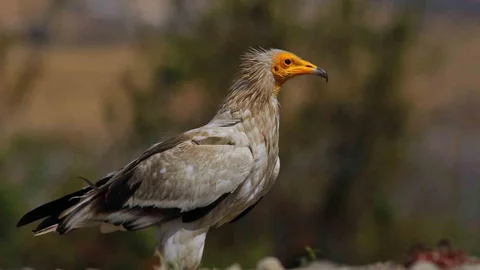 Bolu'da Nadir Doğa Olayı: Akbabaların Beslenme Zinciri