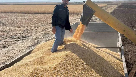 Araban Ovası'nda Mısır Hasadı Başladı