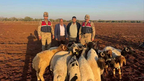 Kilis'te Kaybolan Hayvanlar Bulundu