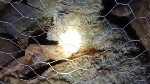 Trabzon'da Kurt Saldırısı Engellendi