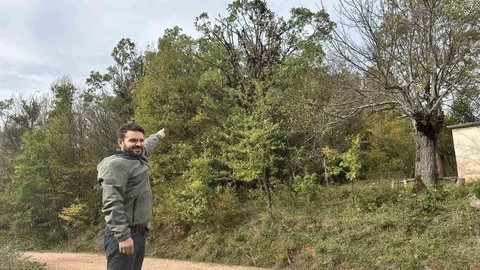 Kastamonu'da Ayılar Meşe Palamudu Yiyor