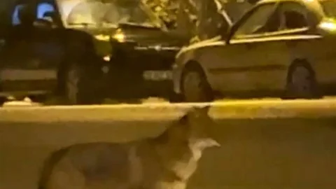 Karabük'te Yiyecek Arayan Tilki Görüntülendi