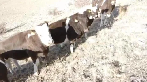 Nevşehir'de Kaçan İnekler Bulundu