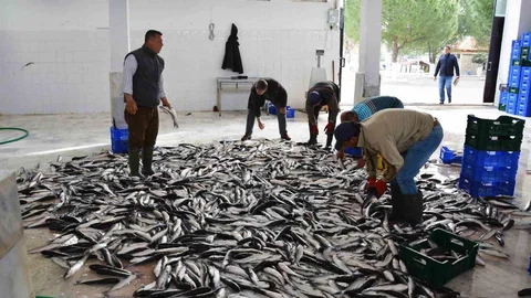 Muğla'dan Balık İhracatında Rekor Gelir