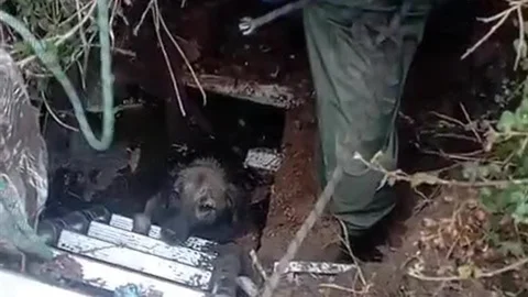 Antalya'da Foseptik Çukuruna Düşen Köpek Kurtarıldı