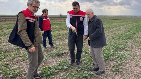 Tekirdağ'da Anıza Ekim Uygulamaları