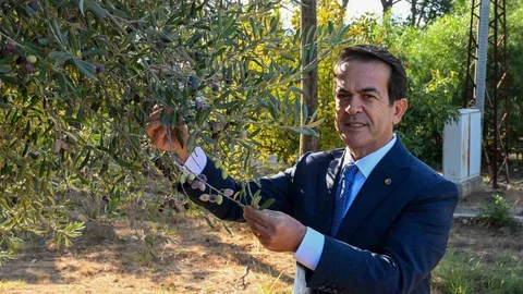 Antalya'da Zeytin Yarışması Düzenlenecek