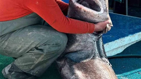 Yalova Açıklarında Dev Köpek Balığı Yakalandı