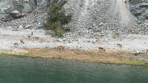 Artvin'de Dağ Keçileri Sürü Halinde Görüntülendi