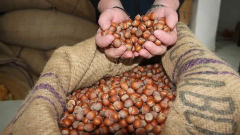 Giresun'da Fındık Fiyatları Yükseliyor