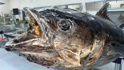 İzmir'de Deniz Canlıları Koleksiyonu Açıldı