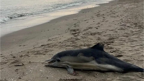 Samsun Sahilinde Ölü Yunus Bulundu