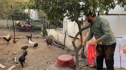 Osmaniye'de Tavuk Hırsızlığı Olayı