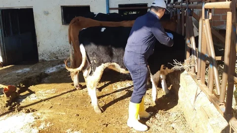 Kuyucak’ta Şap Hastalığı Alarmı Yayınlandı